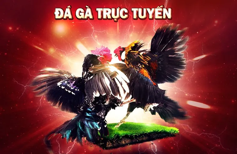 Đấu Trường Đá Gà TK88 Uy Tín Đỉnh Cao Bùng Nổ Cảm Xúc